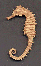 TheSeaHorse