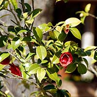 Camélia Japonica - Domaine et Château de Lacroix Laval à Marcy l&rsquo;Etoile