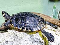 Aquarium de Lyon à La Mulatière - Rhône
