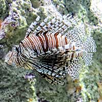 Rascasse à l&rsquo;Aquarium de Lyon à La Mulatière - Rhône