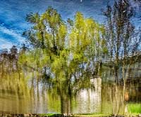 Limonest - Reflet dans l’étang de Sans Souci
